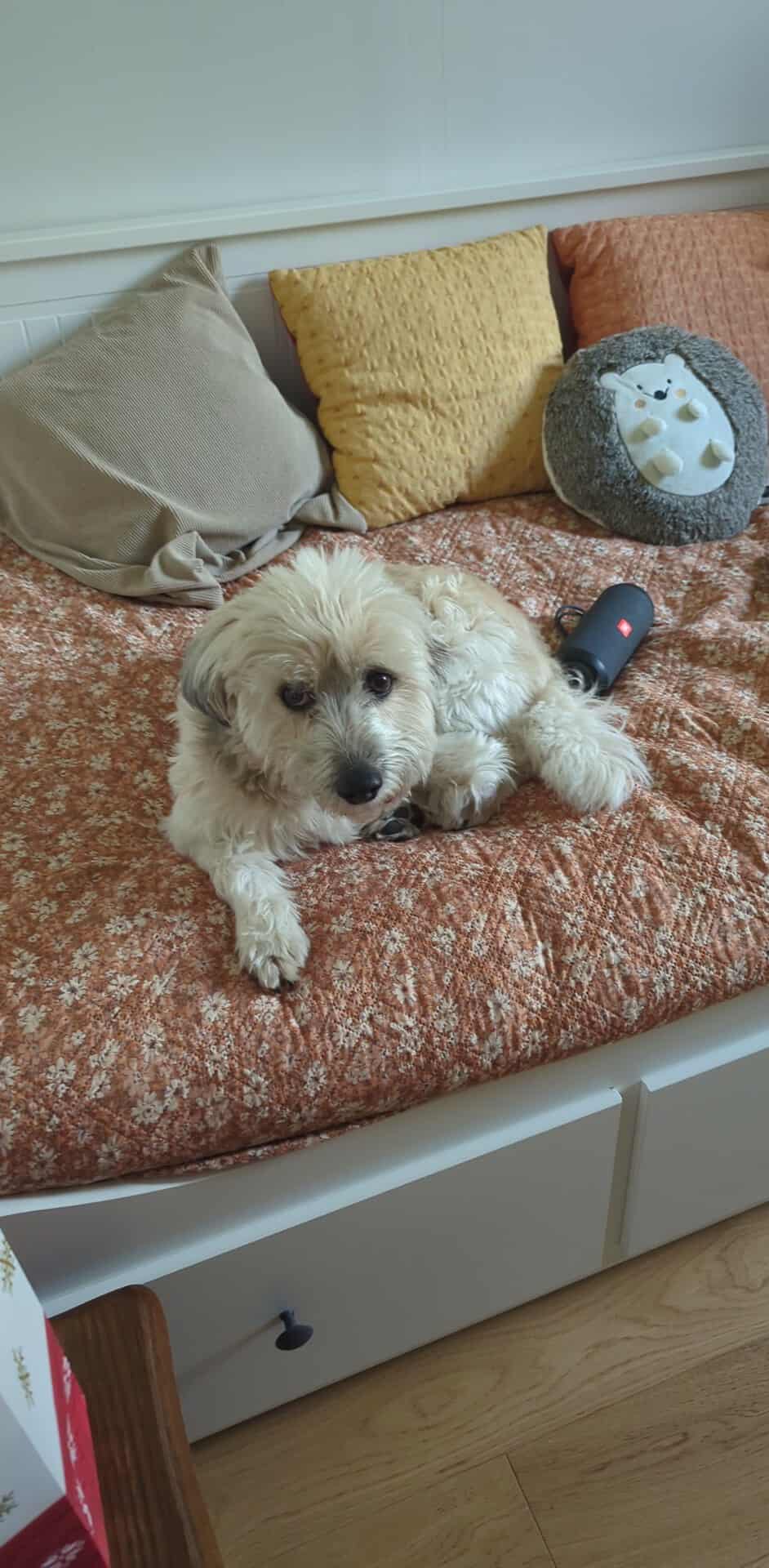 Shu le petit chien blanc